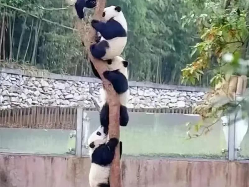 How to Visit the Chengdu Giant Panda Base?