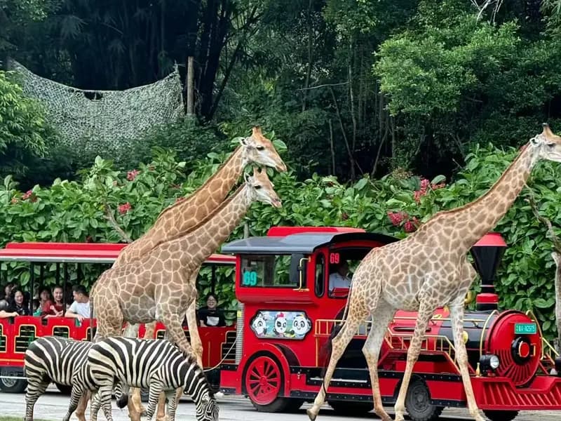 How to Plan a Family Trip to Chimelong Resort?