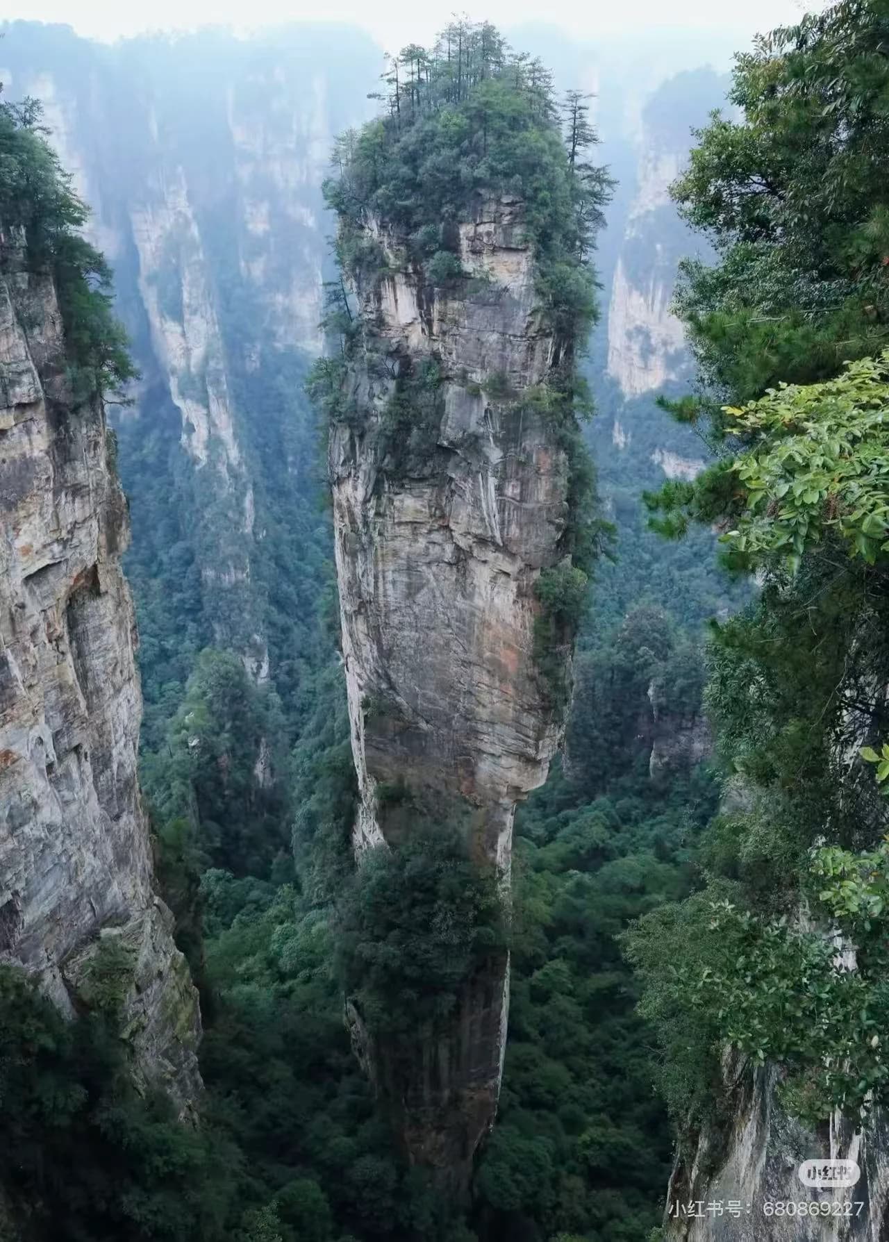 Thousands of sandstone pillars rising through morning mist in Wulingyuan, viewed from Yuanjiajie