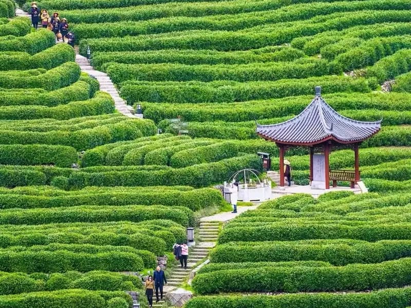 What to Expect at Longjing Village & West Lake?