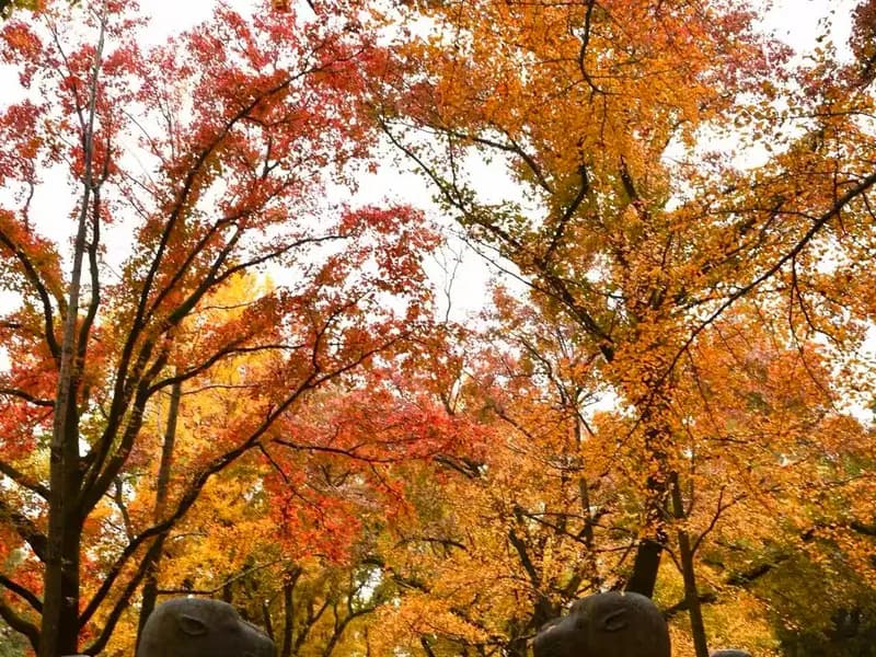 Why Should You Hike Purple Mountain on Foot?