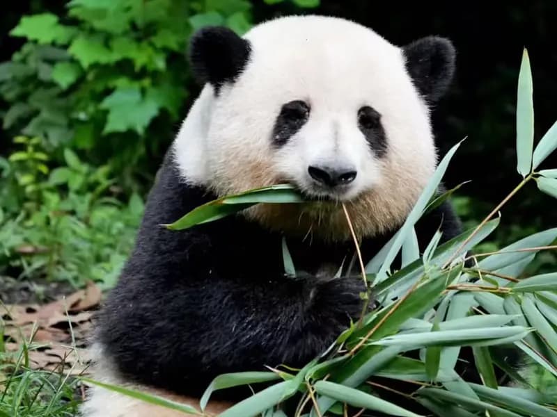 What is the Best One-Month China Itinerary for Slow Travel?
