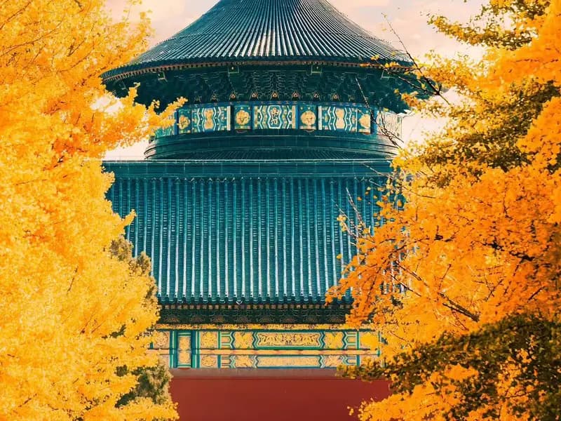 Beijing in Autumn: When the Ginkgo Turns the City Gold
