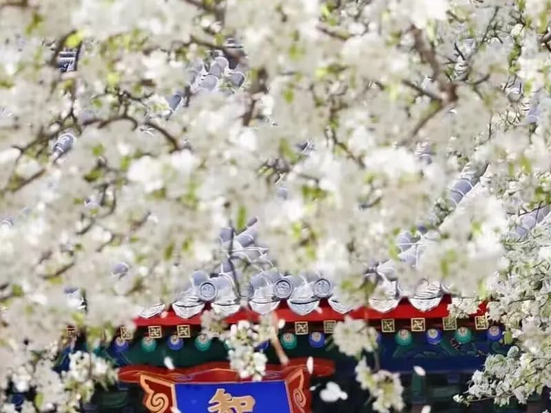 Where to See Cherry Blossoms in Beijing in Spring?