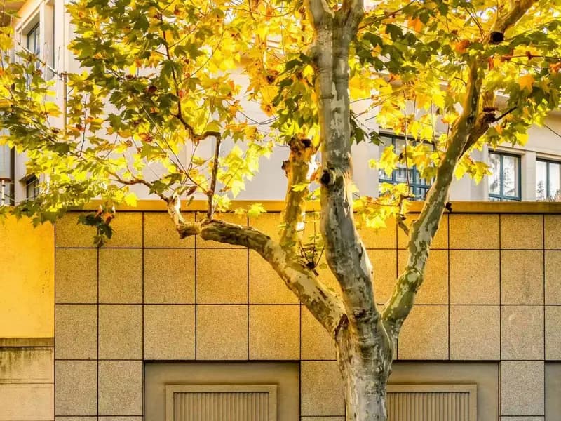 Why is Shanghai in Autumn a Local Secret?