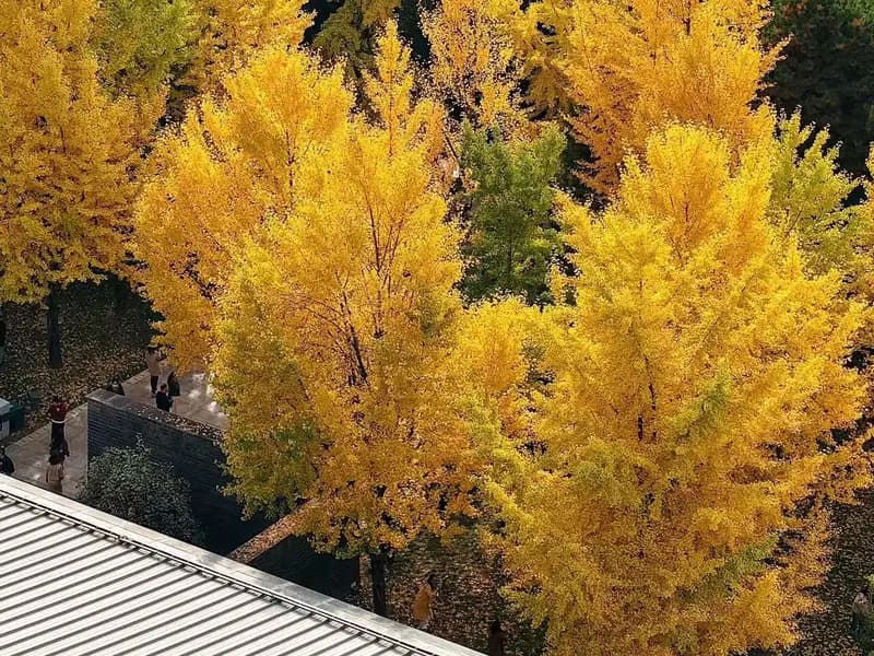 Xi'an in Autumn: Clear Skies and Quiet Walls