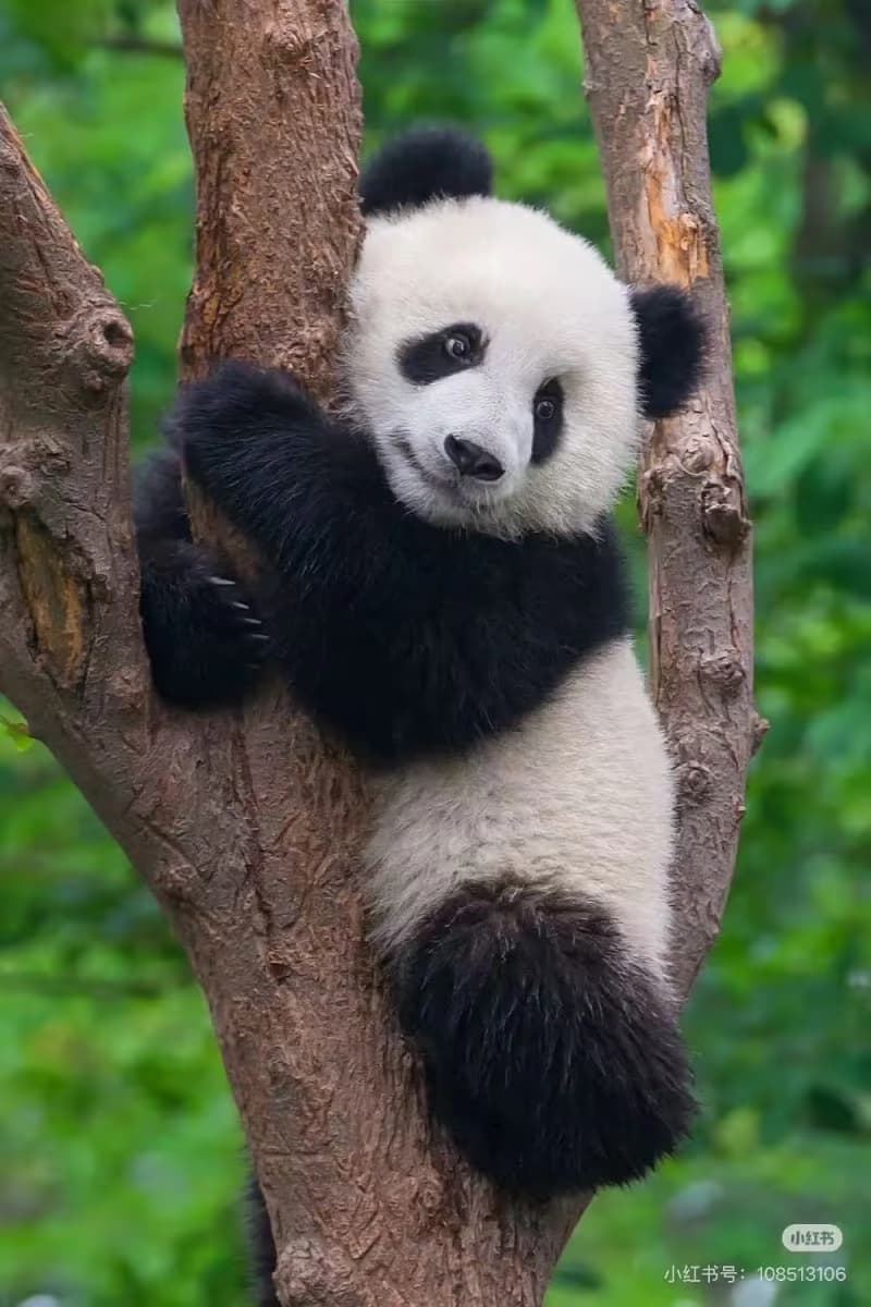 How to Plan Your Giant Panda Experience in China?