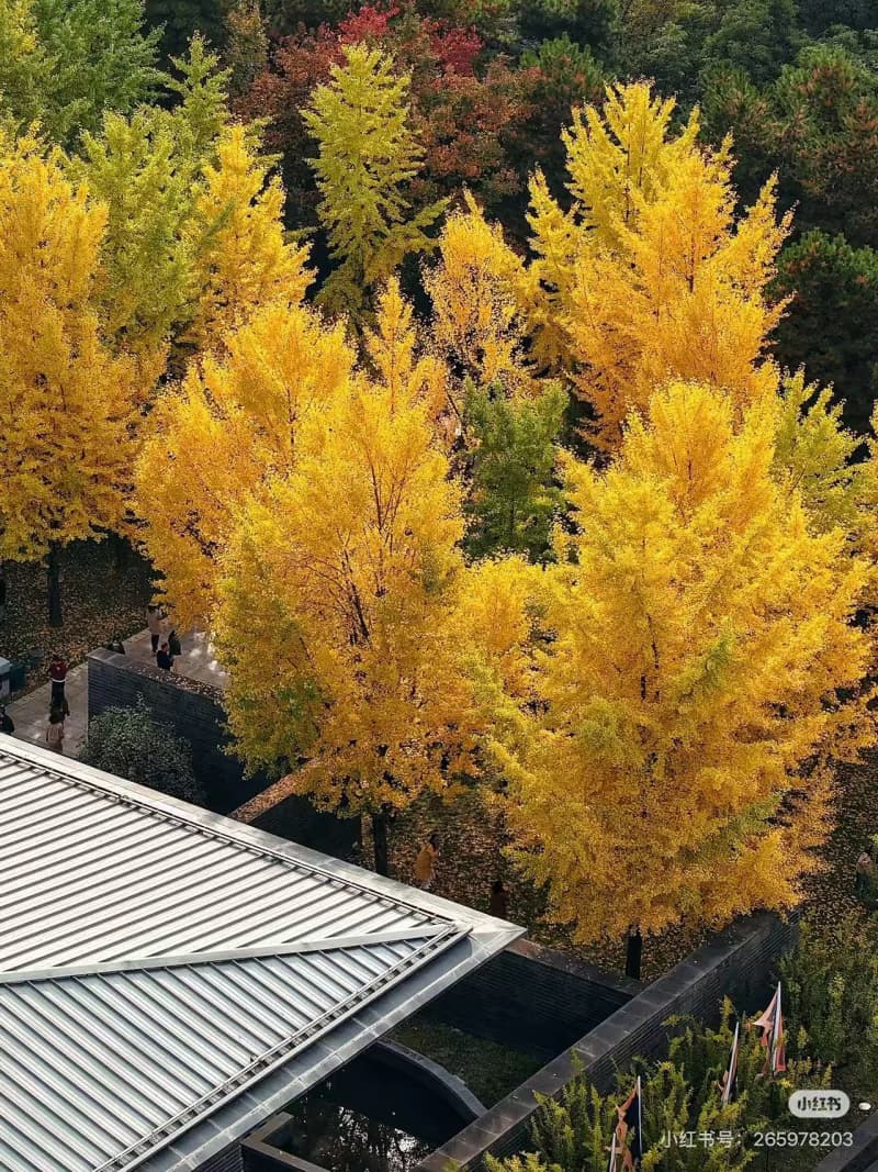 Why Visit Xi'an in Autumn?