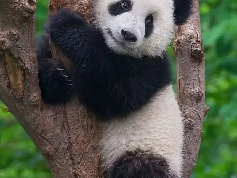 How to Plan Your Giant Panda Experience in China?