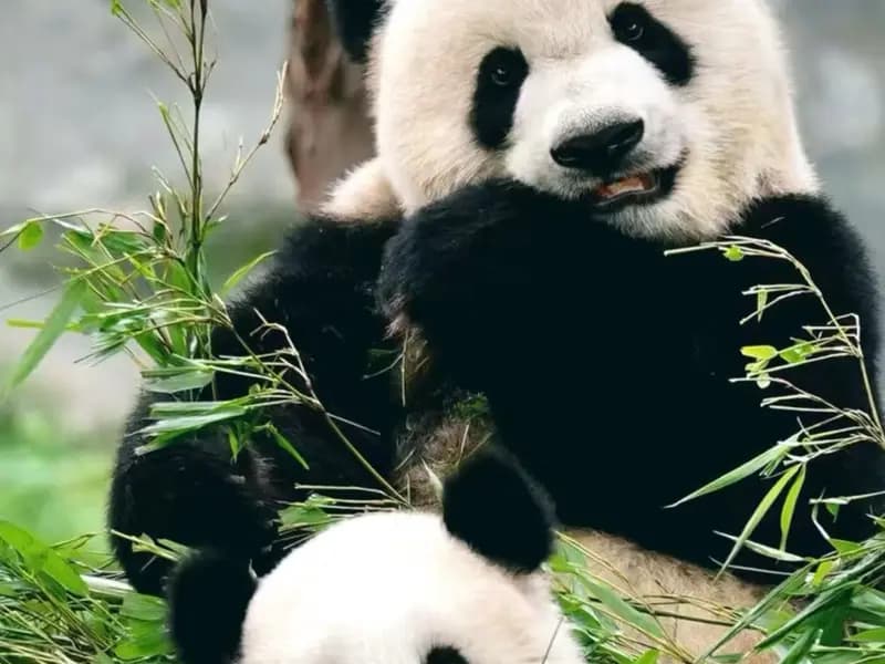 Where Are the Best Places to See Giant Pandas in China?