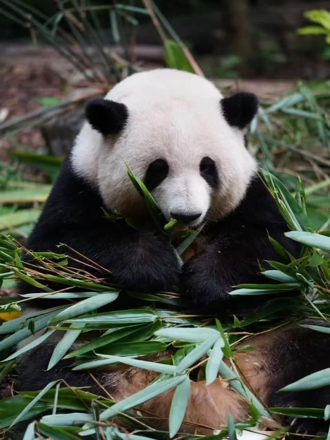 Featured Rail Routes: How to Travel the Chengdu-Chongqing High-Speed Rail Circle (Chengdu + Chongqing + Nearby)