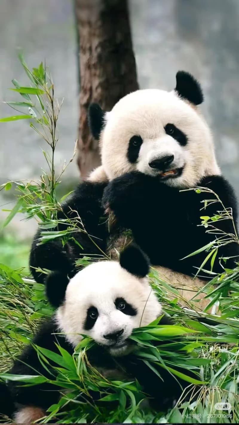 Where Are the Best Places to See Giant Pandas in China?