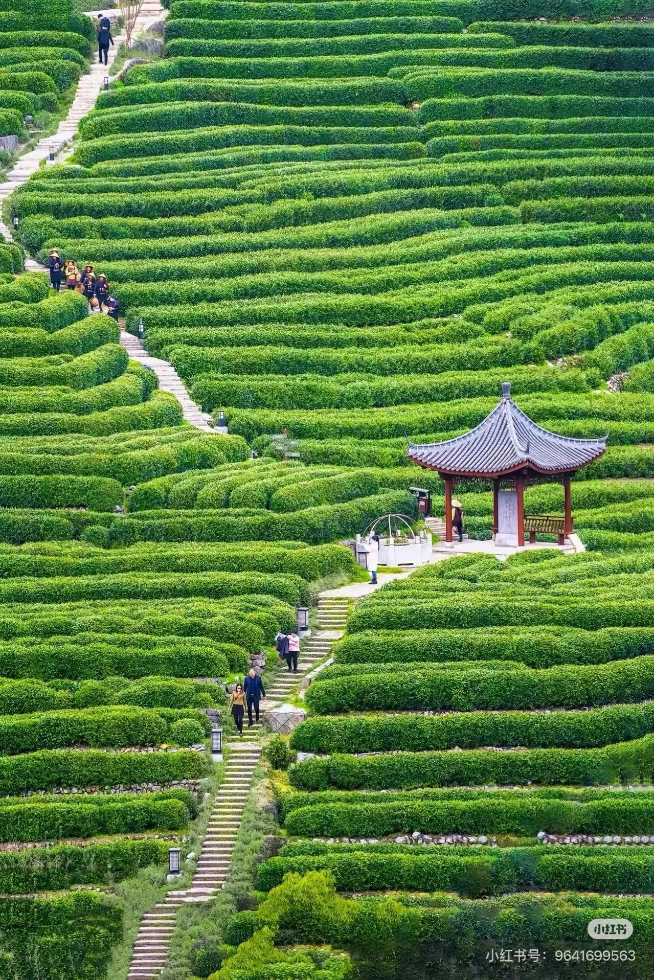 Longjing Village and West Lake Longjing Tea: Drink in the Hills, See the Fields, Buy If You Like