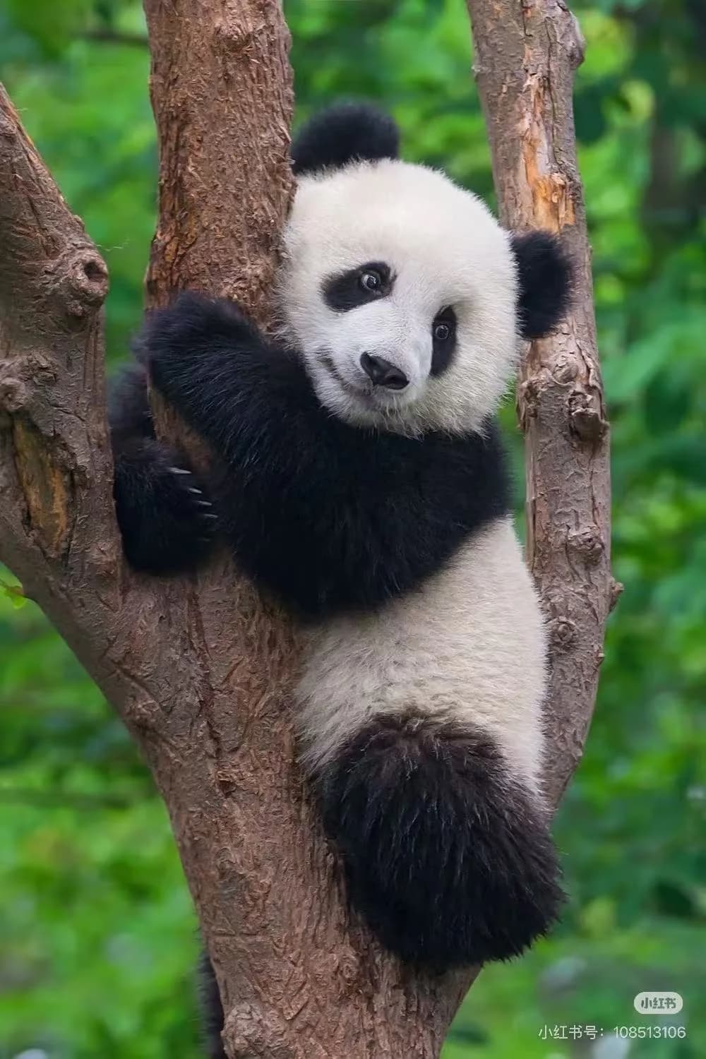 Travel guide image for giant-panda-experience-china - ViaCHN.