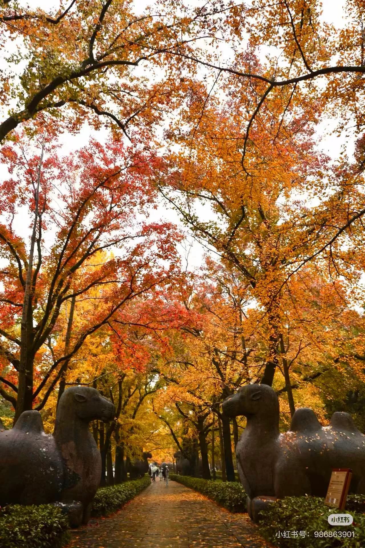 Tree-lined walkway on Purple Mountain connecting Ming Xiaoling Mausoleum to Sun Yat-sen Mausoleum in Nanjing